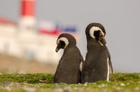 Punta Arenas, mit Pinguinen auf Magdalena und Marta Island spazieren gehen - Housity