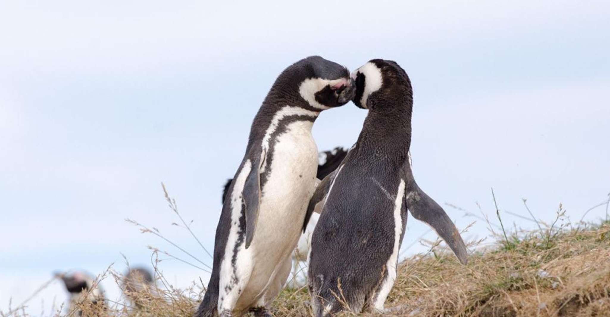 Punta Arenas, Walk with Penguins on Magdalena & Marta Island - Housity