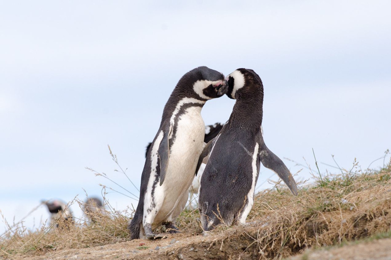 Punta Arenas: Walk with Penguins on Magdalena & Marta Island Tour from Punta Arenas