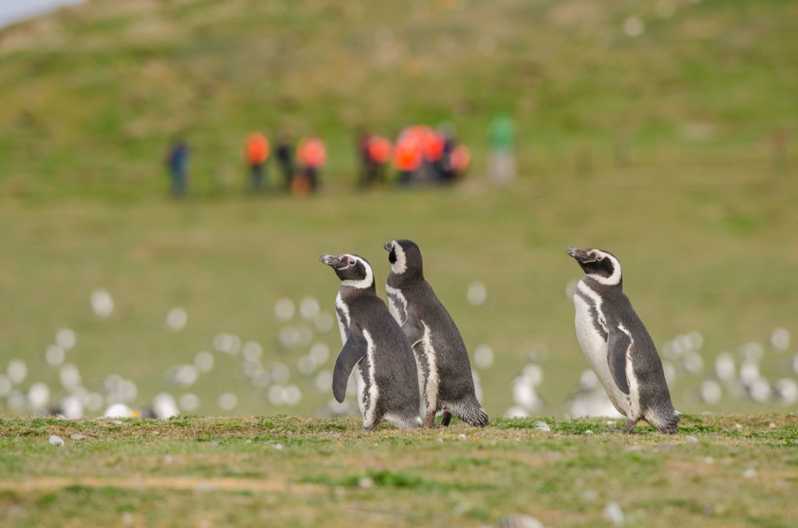 Punta Arenas: Caminhada c/ Pinguins Ilhas Marta e Magdalena