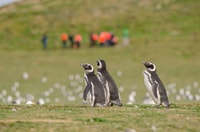 Punta Arenas, caminar con pingüinos en Magdalena y Marta Island - Housity