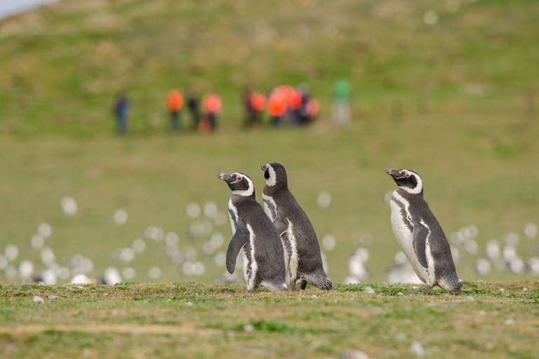 Punta Arenas: Walk with Penguins on Magdalena & Marta Island Tour from Punta Arenas