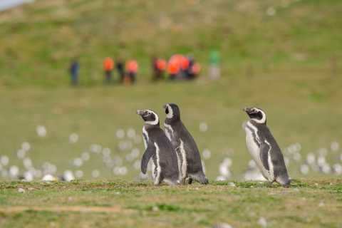 Punta Arenas: Bewonder pinguïns op eiland Magdalena & Marta