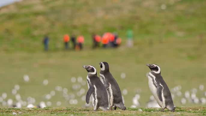 punta arenas paseo con pingüinos islas magdalena y marta