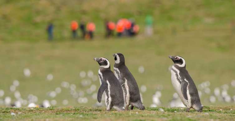 Punta Arenas Walk with Penguins on Magdalena & Marta Island GetYourGuide