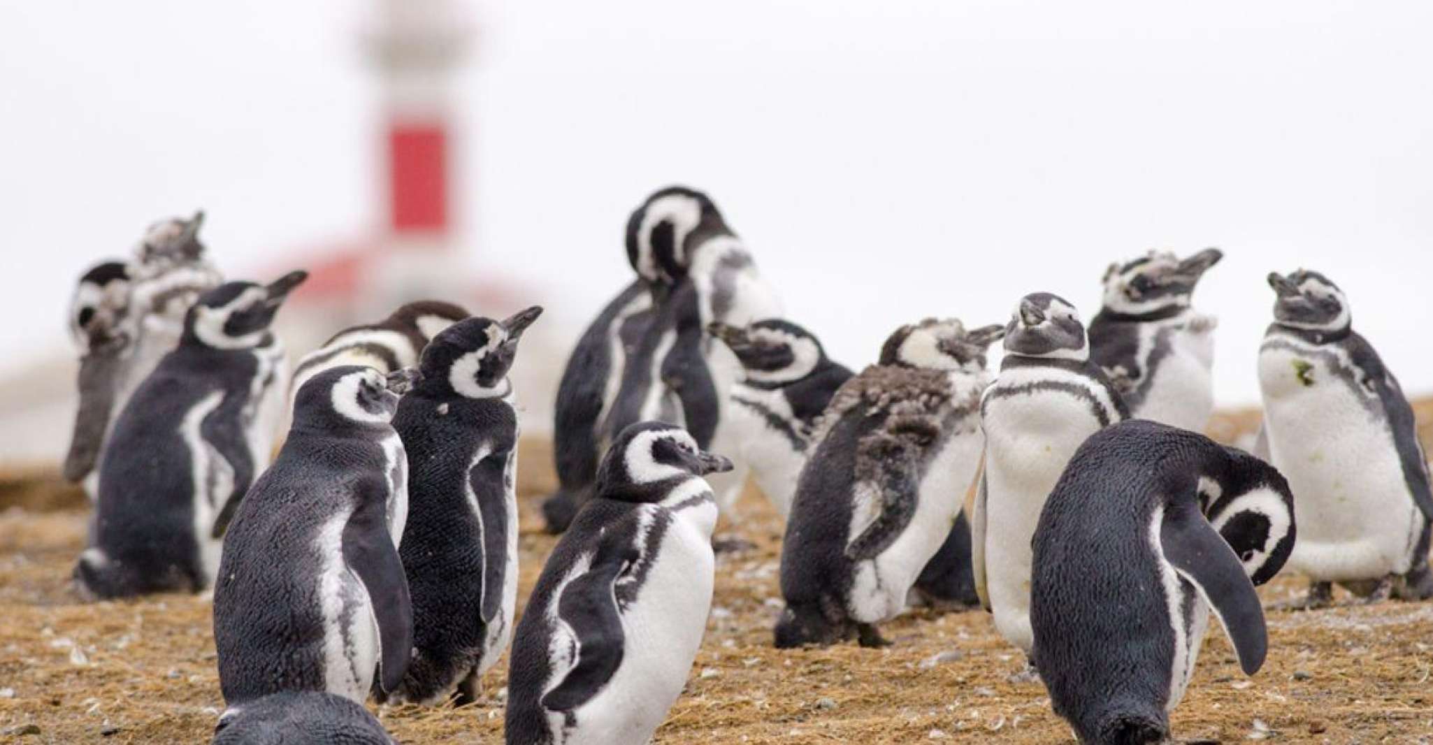 Punta Arenas, Walk with Penguins on Magdalena & Marta Island - Housity