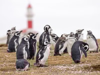 Punta Arenas, mit Pinguinen auf Magdalena und Marta Island spazieren gehen - Housity