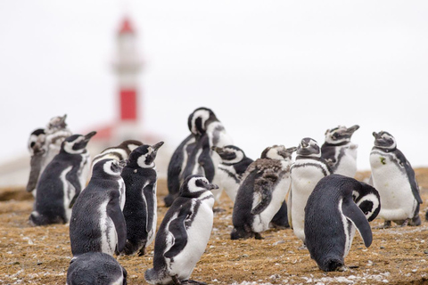 Punta Arenas: Walk with Penguins on Magdalena & Marta Island Tour from Punta Arenas