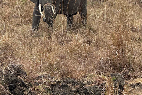 From Zanzibar: 3-Day Mikumi Wildlife Safari, 2 Nights