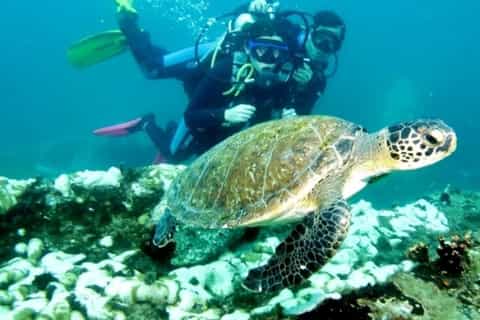 Paraty: Discovery Scuba Diving Experience for Beginners