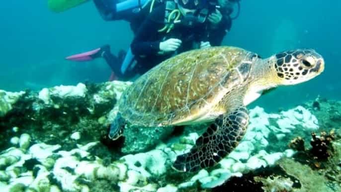paraty discovery scuba diving experience for beginners