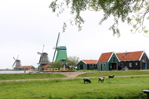 Desde Ámsterdam: tour de molinos de Zaanse Schans en español
