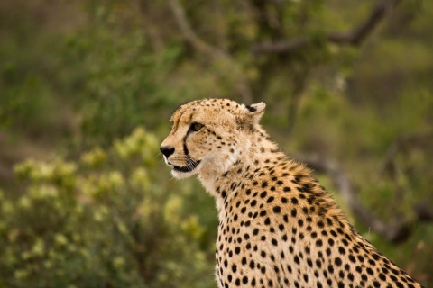 Johannesburg: Erschwingliche 3 Tage Krügerpark-SafariJohannesburg: 3-Tages-Safari im Kruger-Nationalpark