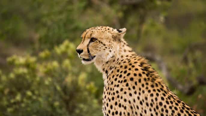 johannesburg affordable 3 day safari adventure in kruger