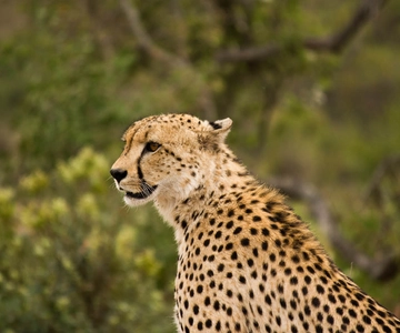 Johannesburg: Affordable 3 Day Kruger Park Safari