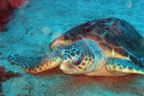 Madère : expérience de plongée sous-marineMadère: expérience de plongée sous-marine guidée de 3 heures