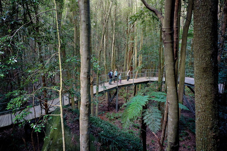 Depuis Sydney : excursion aux montagnes bleues en minibus