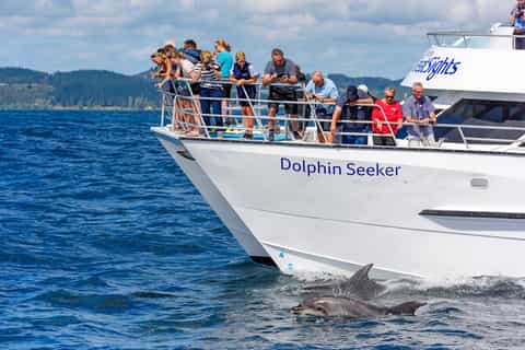 From Paihia or Russell: Hole in the Rock Dolphin Cruise