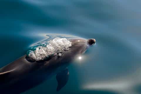From Paihia or Russell: Hole in the Rock Dolphin Cruise