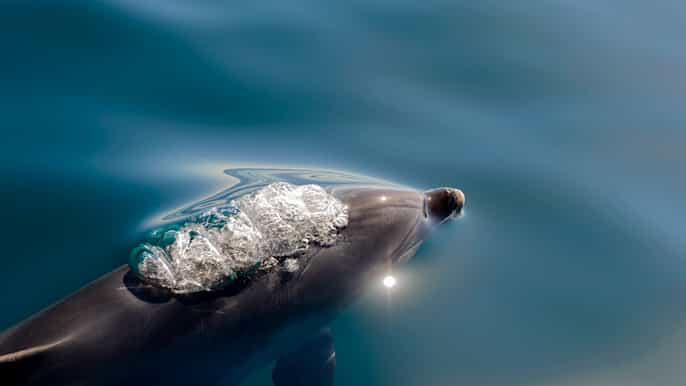 de paihia ou russell buraco no rock dolphin cruise