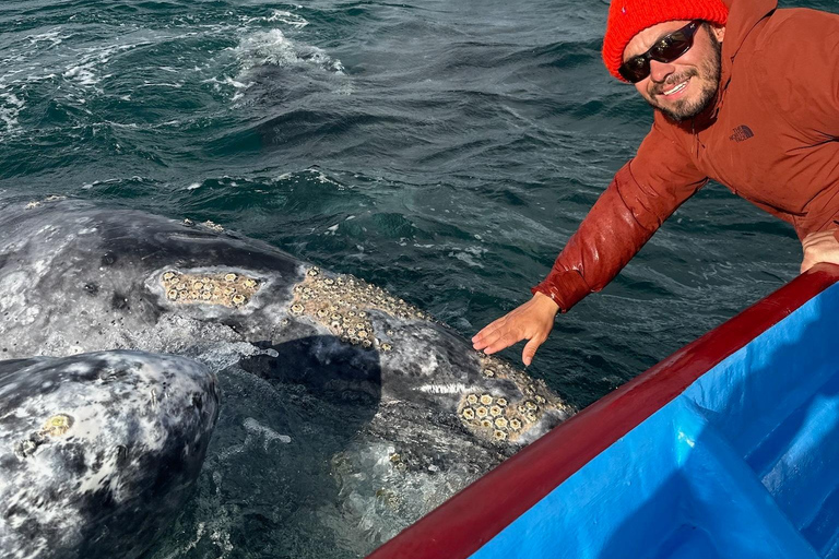Grey Whale Watching at Mag Bay From Loreto