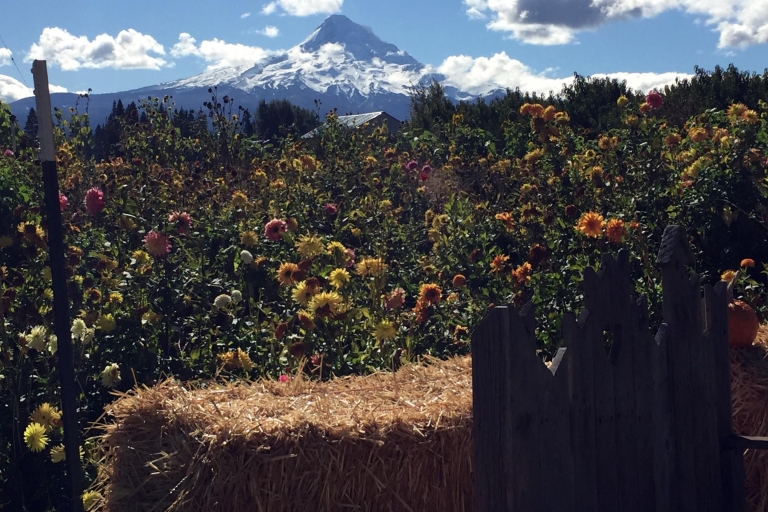 Portland: visite d'une journée du vin et des cascades du mont HoodVisite de groupe
