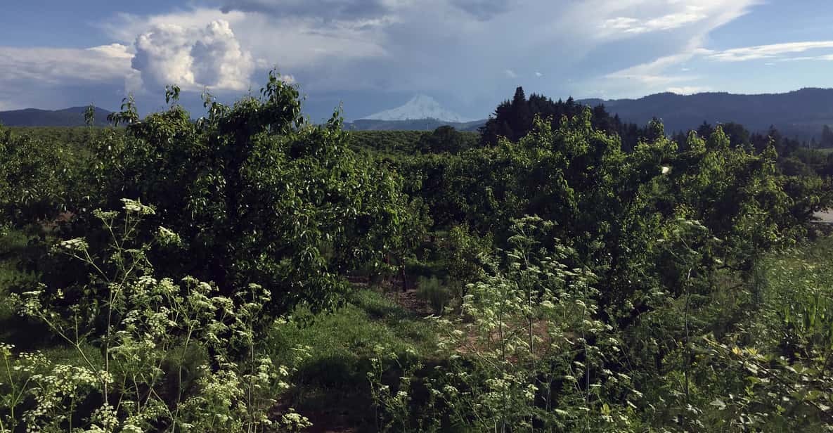 Portland: Mount Hood Wine and Waterfalls Full-Day Tour