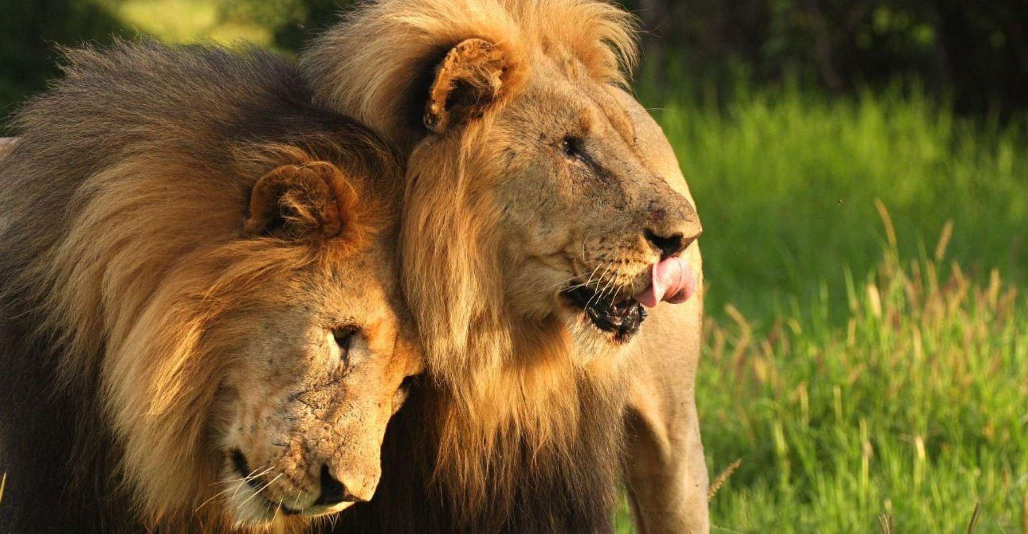 Tala Game Reserve & Natal Lion Park 1/2 Day Tour from Durban - Housity