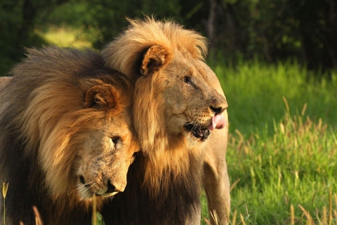 Tala wildreservaat & Natal leeuwenpark dagtour vanuit Durban