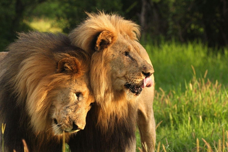 Tala Game Reserve & Natal Lion Park 1/2-dniowa wycieczka z Durbanu