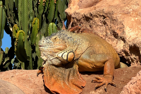 Agadir: Goats on Trees & Crocoparc Tour Goats on Trees & Crocoparc – Entry Ticket Included