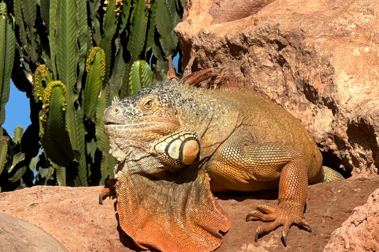 Agadir: Goats on Trees & Crocoparc Tour Goats on Trees & Crocoparc – Entry Ticket Included
