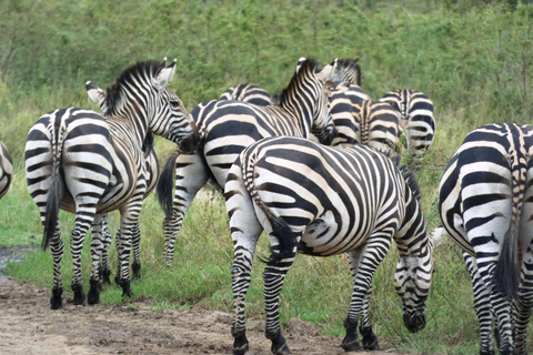 Från Kigali: 2-dagars safari med båt i Akagera nationalpark