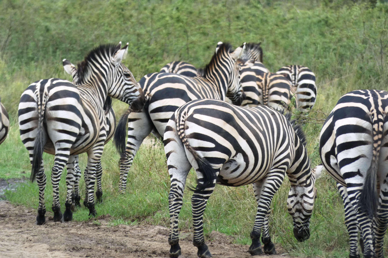 Från Kigali: 2-dagars safari med båt i Akagera nationalpark