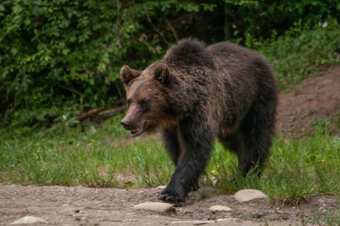 Da Brasov: tour di osservazione dell'orso bruno per piccoli gruppi