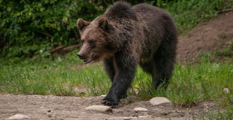 Brasov Die BESTEN Sehenswürdigkeiten und Aktivitäten 2022 KOSTENLOS