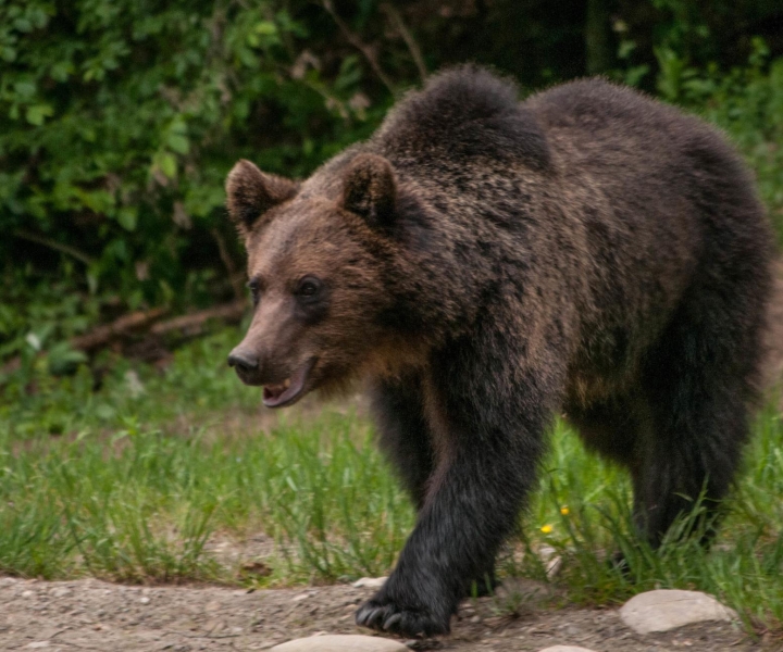 Da Brasov: tour di osservazione dell'orso bruno per piccoli gruppi
