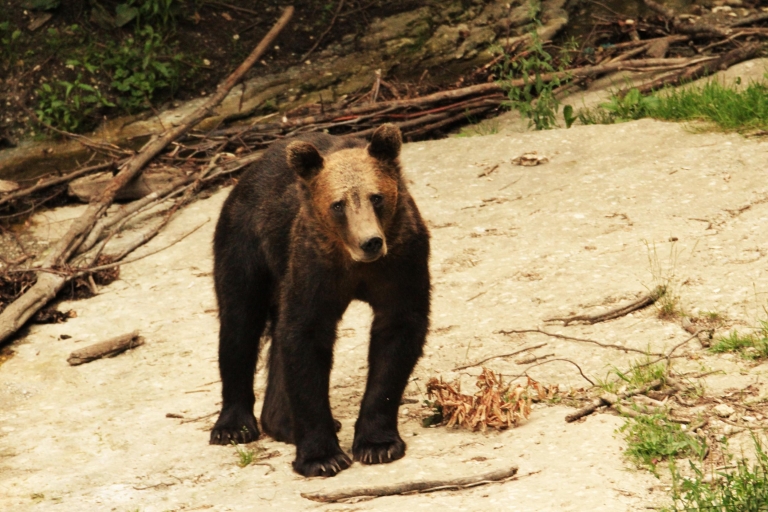 Desde Brasov: tour de observación de pequeños osos pardos