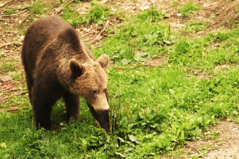 Ab Brasov: Kleingruppentour zur Beobachtung von Braunbären