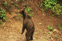 From Brasov, Small-Group Brown Bear Watching Tour - Housity