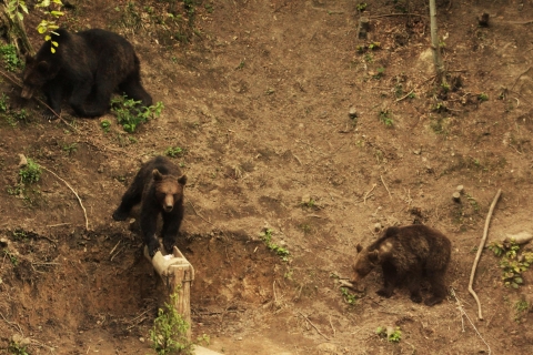 Van Brasov: Small-Group Brown Bear Watching Tour