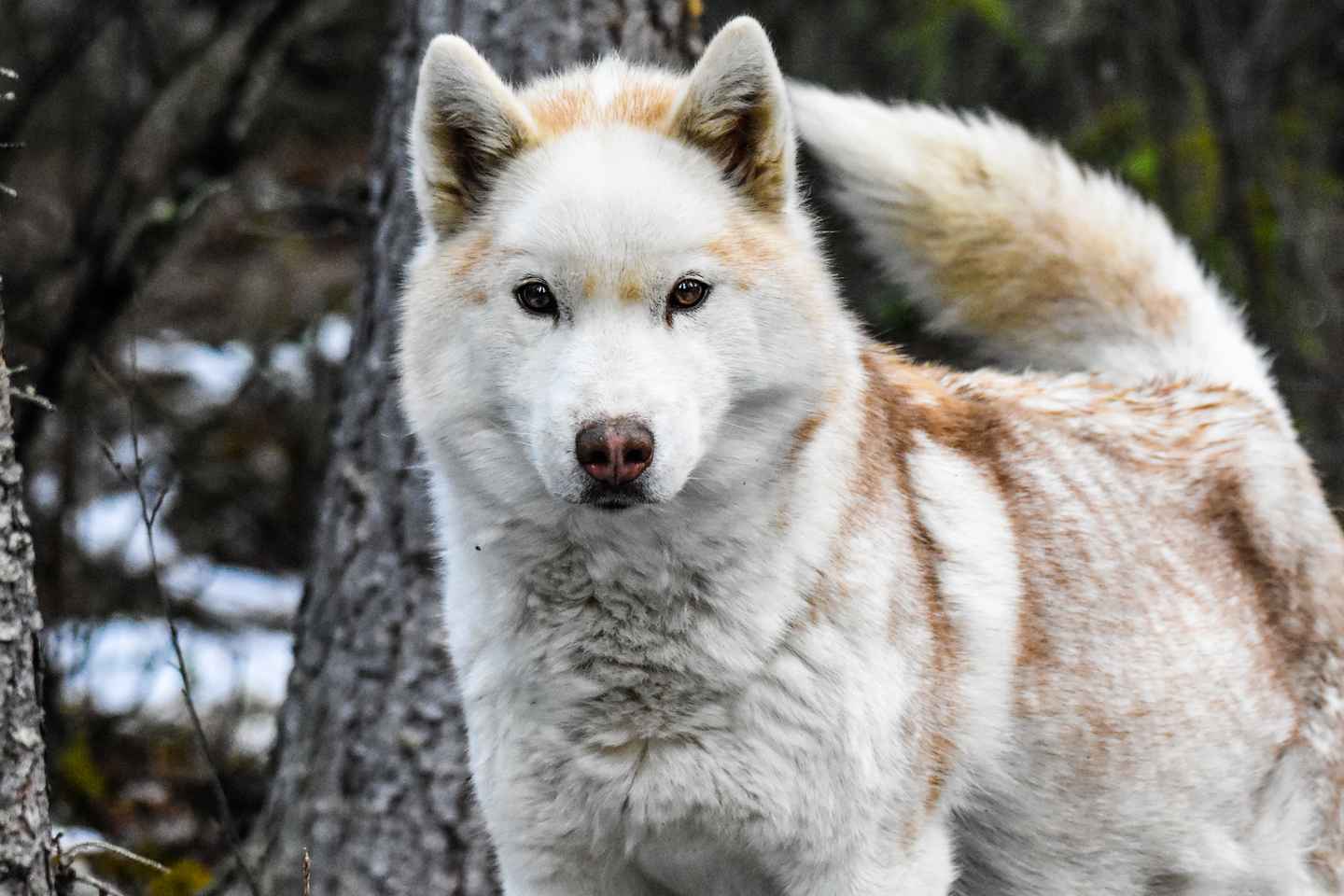 explore the yukon back country