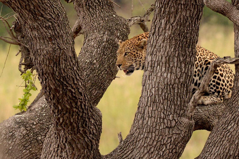 Från Johannesburg: Kruger National Park 3-dagars safariGruppresa