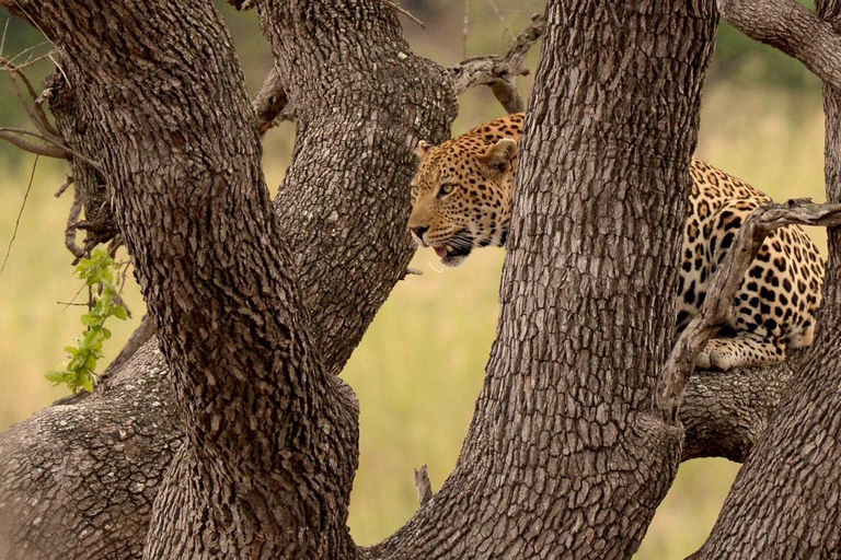 Da Johannesburg: Safari di 3 giorni nel Parco Nazionale KrugerTour di gruppo