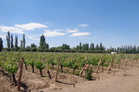 Vinhos de Luján e Maipú: Tour Particular de 1 Dia c/ Almoço