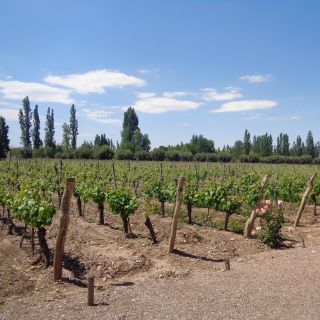 Luján & Maipú: Private Full Day Wine Tour and 3-Course Lunch