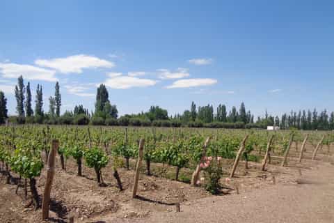 Luján & Maipú: Private Full Day Wine Tour and 3-Course Lunch