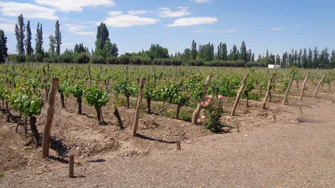 luján maipú private full day wine tour and 3course lunch
