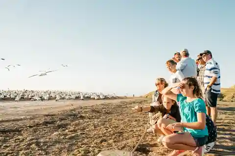 Excursão particular à colónia de alcatrazes do Cabo Kidnappers