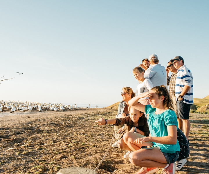 Cape Kidnappers Gannet Colony Private Tour